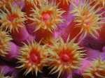 Cup Corals